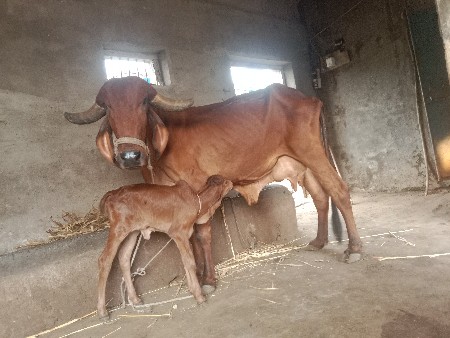 ગાય વેચવાની છે
