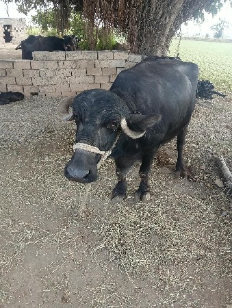 7 દિવસ થયા વયાણી તેના વેતર 2.