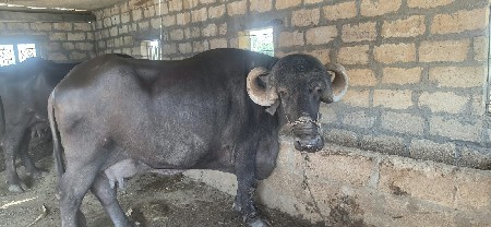 3 વેતર