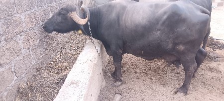 ભેંસ વેચાવ ની છે