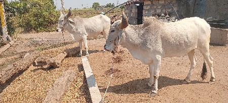 બળધ