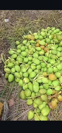 નારીયેળ દેવા માટે ફોન કરો