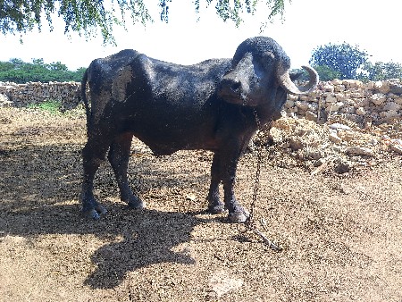 પાડો વેચવાનો છે