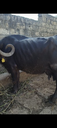 ભેશ વેચવાની છે