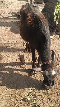 1વર્ષ યુપર ની પાડી સે