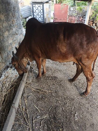 દેશી ગાય વેચવાની છે