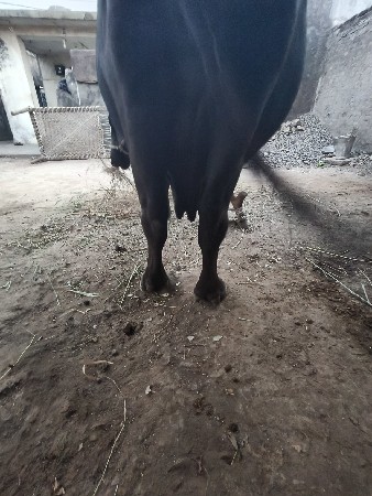 ભેંસ વેચવાની સે  સાત આઠ દી ની