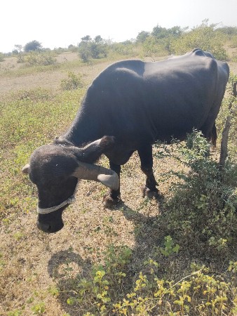 ભેંસ વેચવાની છે