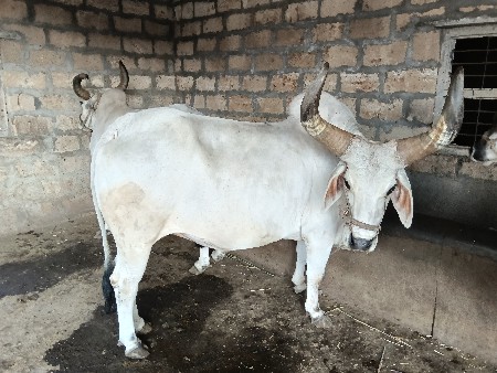 બળદ વેચવા ના છે.