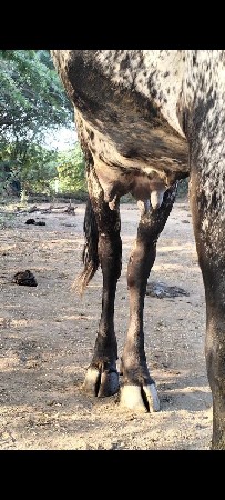 એક ટિઈમનુ 5/6 લીટર દૂધ છે