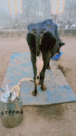 hf ગાય દેવાની સે