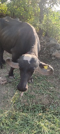 ભેંસ વેચવાની છે