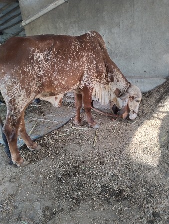 કાળી ગાય 20 દિવસ નિ કાચી સે