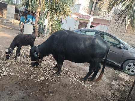ચોથું વેતર છે