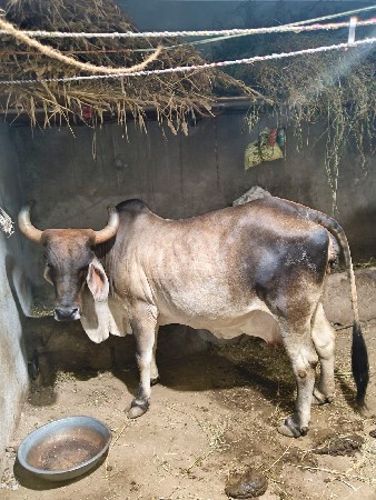 ગાય વેચવાની છે