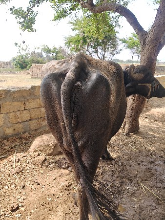 ભેંશ વેચવાની છે