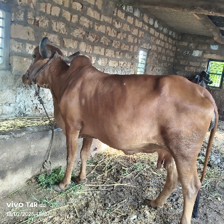ગીર ગાય વેચવાની છે