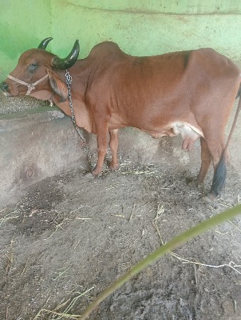 ગાય વેસવા ની છે