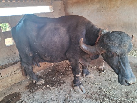 જાફરાબાદી ભેંસ