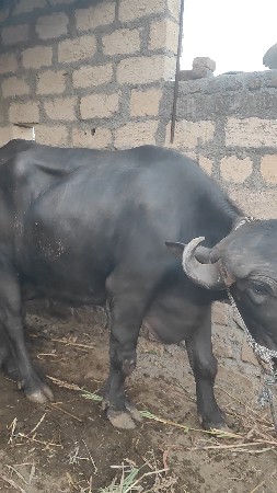 જાફરી ખડેલી પહેલું વેતર વ્યાલ