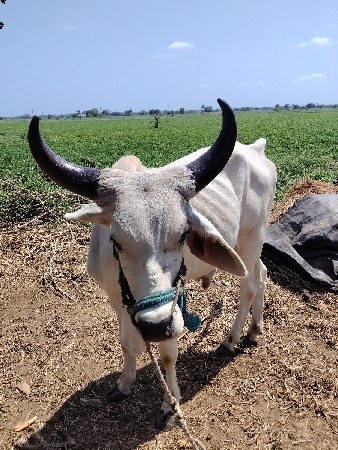 વેચવાના છે