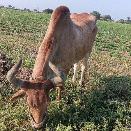 આ બળદ વેચવાના છે જે કોઈને લેવા હોય