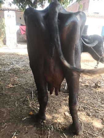 ભેંસ