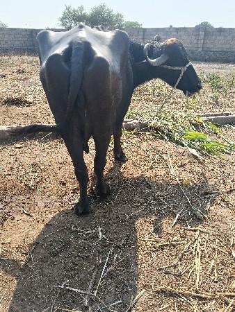 આ ખડેલી  વેચવાની છે