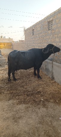 ભેસ વેચવાની છે