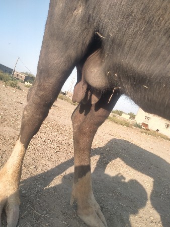 ભેસ