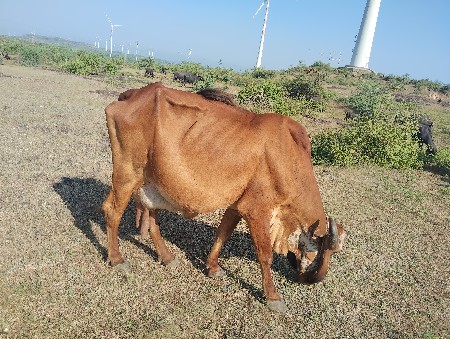 આ ગાય વેચવાની છે