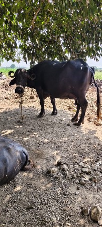ભેંસ વેચવાની છે