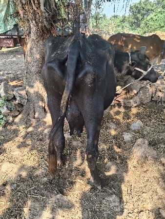 ભેસ વેચવાની છે