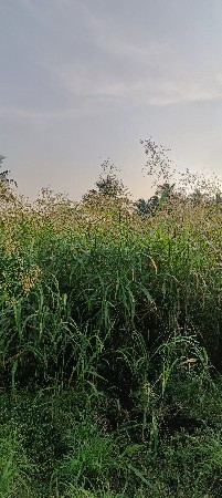 બરૂડી જવાનો સારો વેચવાનો છે