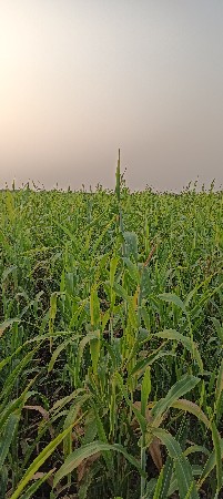 લીલી જુવાર વેચવાની છે