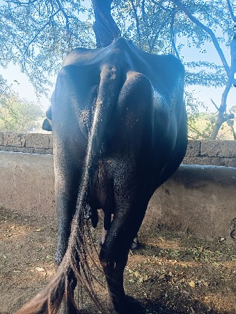 બીજું વેધર રીયા હે