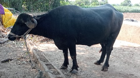 બીજા વેતરની ખળેલી