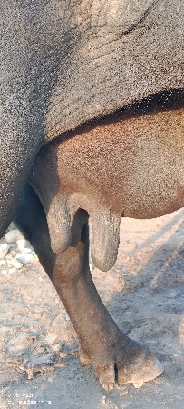 ભેંસ વેચવાની છે