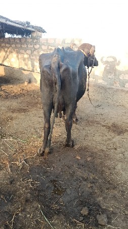 ભેંસ વેચવાની છે