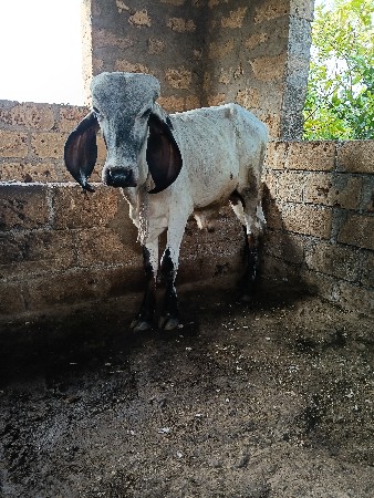બળદ વેચવાનો છે