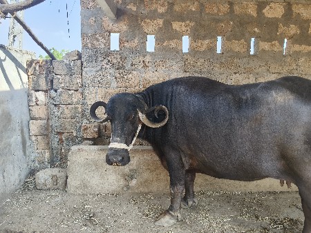ભેંશ વેચવા ની છે