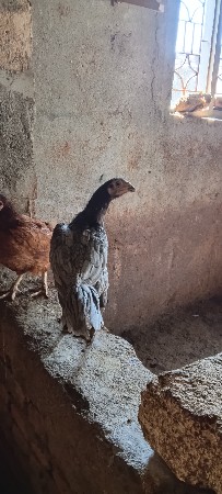 vecha vani che