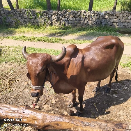 ગાય વેચવાની છે