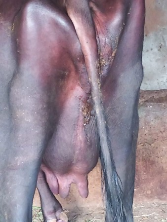 ભેંસ વેચાવાની છે.