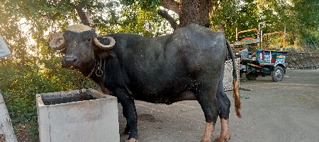 ભેંશ બંધાળી