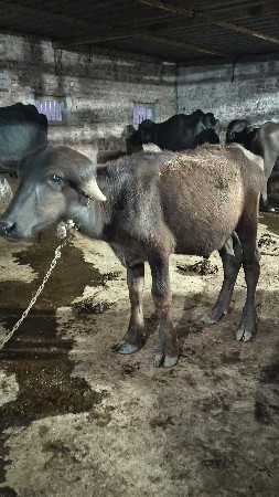 જાફરાબાદી પાડી વેચવાની છે