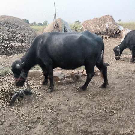 ભેંશ વેચવાની છે
