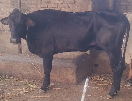 વેચવાની છે