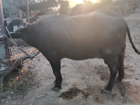 ભેંસ વેચવાની છે