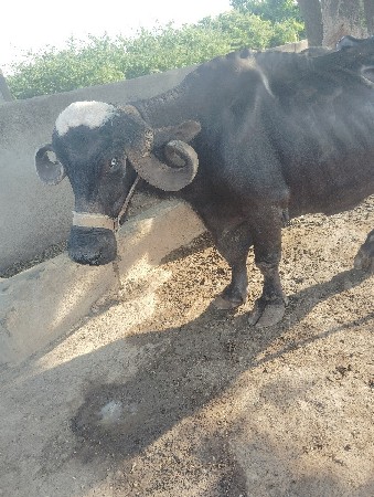 ભેસ વેચવાની છે